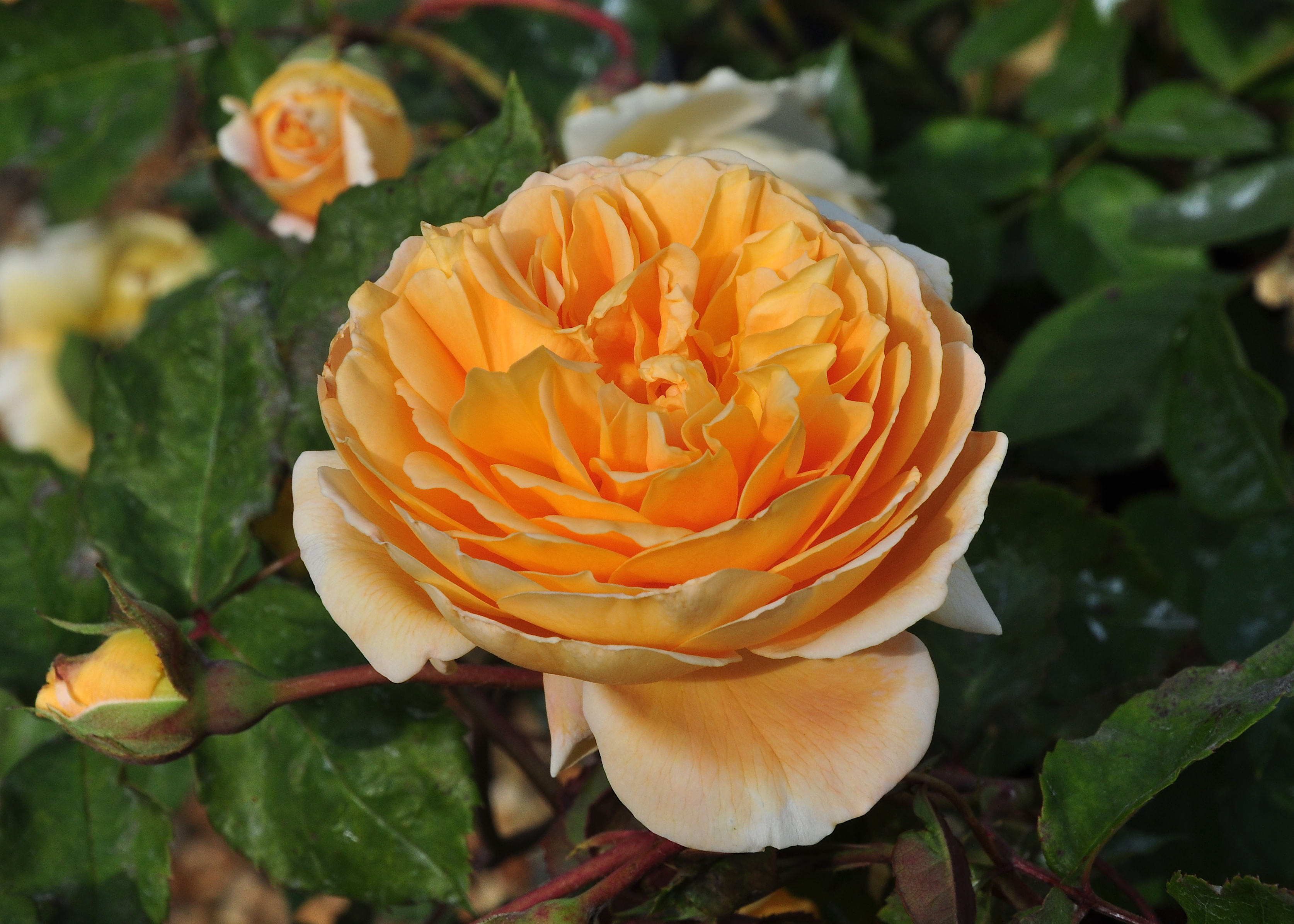 Plantage Absoluut dik Engelse rozen alfabetisch , letter CDE