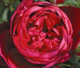 roos 'Ascot' Tantau Roses