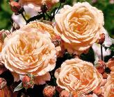 Roos 'Belvedere' Tantau Roses foto