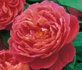 Roos 'Benjamin Britten' David Austin Roses