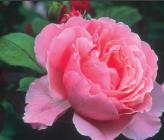 Roos 'Brother Cadfael' David AustinRoses