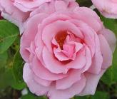 Rosa 'Kathleen Harrop'