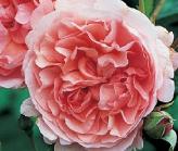 RoosStrawberryHillDavidAustinRoses