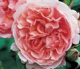 RoosStrawberryHillDavidAustinRoses