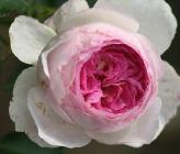 RoosVESALIUSfloribundaMartinVissers