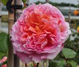 Rosa 'Abraham Darby' Engelse roos klimmer 1985 closeup