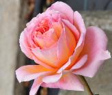 Rosa 'Abraham Darby' Engelse roos klimmer 1985 closeup 