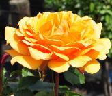 Rosa 'Amber Queen' stamroos Harkness closeup 