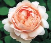 Rosa' Ambridge Rose'