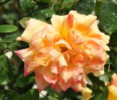 Rosa 'Apollo' klimroos grootbloemig 1971 closeup 