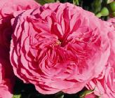 Rosa 'Baronesse' Tantau Roses