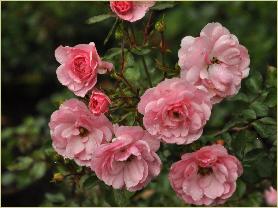 Rosa 'Bonica' Meilland 1982 vn july 2011