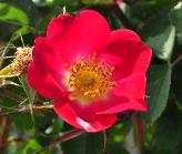 Rosa canina 'Kiese'