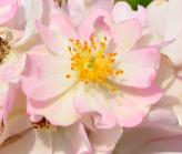 Rosa 'Caroline Blush' klimroos