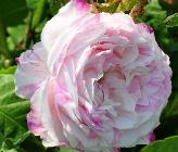 Rosa 'Chateau de Namur' oude Gallicaroos 2