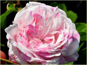  Rosa 'Chateau de Namur' oude Gallicaroos