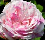 Rosa 'Chateau de Namur' oude Gallicaroos