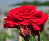 Rosa 'Climbing Nina Weibull 'floribunda klimroos closeup vnnn1