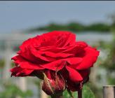 Rosa Climbing Nina Weibull ' floribunda stamroos closeup 