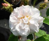 Rosa 'Comtesse De Murinais' ouderoos Vibert 1843 mosroos closeupvnn