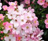 Rosa 'Fortuna' Kordes Closeup