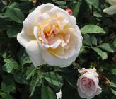 Rosa 'Fruhlingsgold'ouderoos landschapsroos