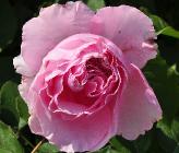 Rosa'Gartentraume' Tantau Engelse roos closeup 