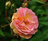 Rosa 'Ghislaine de Feligonde' closeup