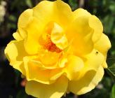 Rosa 'Golden Gate'