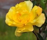 Rosa 'Golden Showers' Lammers 1957 floribunda klimroos 