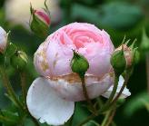 Rosa 'Heritage' David  Austin 1984