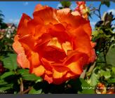 Rosa 'Apollo' klimroos grootbloemig 1971 closeup 