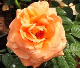 Rosa 'Indian Summer' Pearce 1991 grootbloemig1