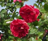 Rosa 'John Cabot'