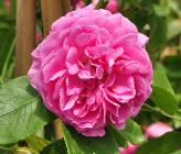 Rosa "Louise Odier" syn R "Mme de Stella Margottin" 1851klimrooscloseupvn