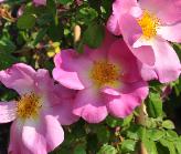 Rosa 'Marguerite Hilling' botanische  Landscape Rose 1958 closeup 3