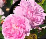 Rosa 'Mary Rose'Engelse roos Austin 1983 closeup