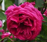 Rosa_'Mme_Isaac_Pereire'_Bourbonroos_Klimroos_ Garçon_1881_2