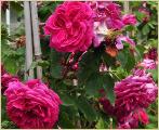 Rosa_'Mme_Isaac_Pereire'_Bourbonroos_Klimroos_ Garçon_1881