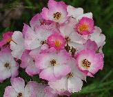 Rosa moschata 'Ballerina ' closeup bloem