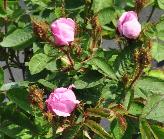 Rosa muscosa centifolia roos ouderoos 1796