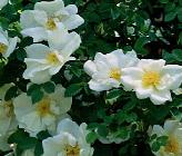 Rosa 'Nevada' moyesii hybride