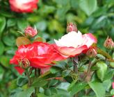 Rosa 'Nostalgie Climber'