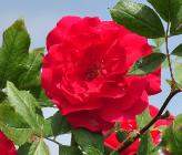 Rosa 'Paul's Scarlet  Climber ' Paul 1916 klimroos vn