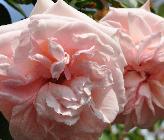 Rosa Penny Lane ' Harkness 1998 Engelse Klimroos vn