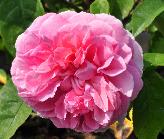 Rosa 'Radio Times' Engelse roos David Austin1994 closeup