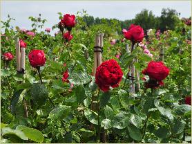 Rosa 'Red Eden Rose 'Klimroos Meilland 2002 romanticaroos