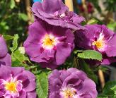 Rosa 'Rhapsody in Blue Climber'