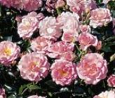 Rosa 'Mathilda' Meilland 1988 polyantha floribunda vn