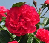 Rosa 'Rosarium Uetersen'  klimroos closeup